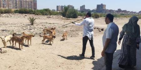 ثلاثة ضوابط قانونية لحيازة الحيوانات الخطرة والكلاب