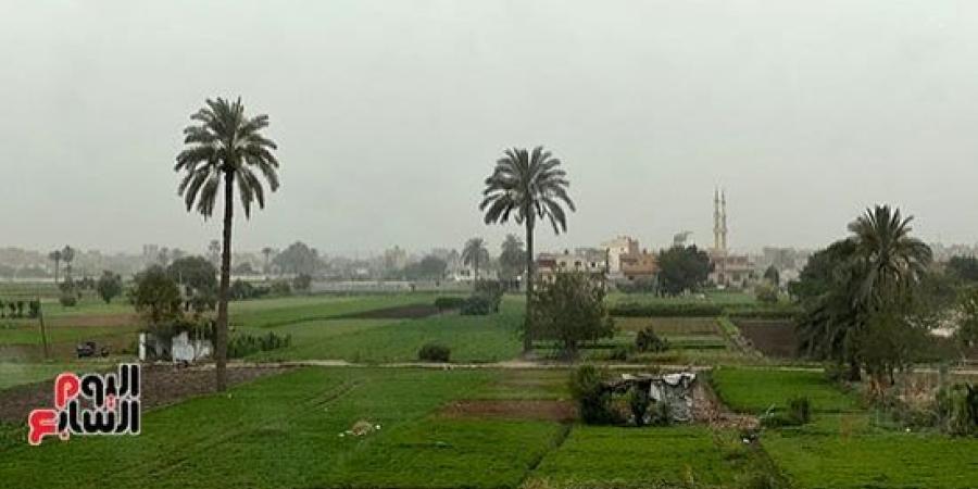 قبل موجات البرد.. خريطة المحاصيل الأكثر تأثرًا بانخفاض الحرارة :اليوم السابع